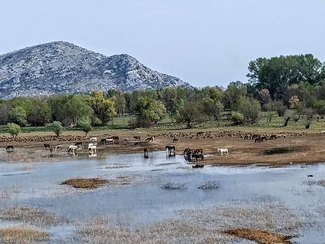Holiday Home Haustor With Skadar Lake View Podgorica Exterior photo