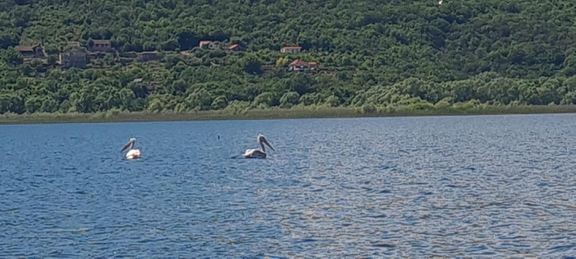 Holiday Home Haustor With Skadar Lake View Podgorica Exterior photo